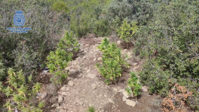 Una de las plantaciones de marihuana al aire libre (Policía Nacional).