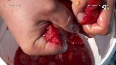 El Campo es... semillas de tomate