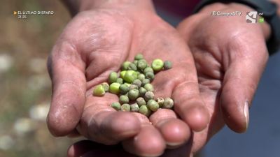El Campo es... guisantes para sembrar