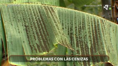Cenizas