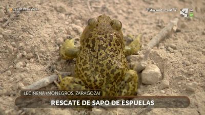 Los rescatadores: Sapo de espuelas