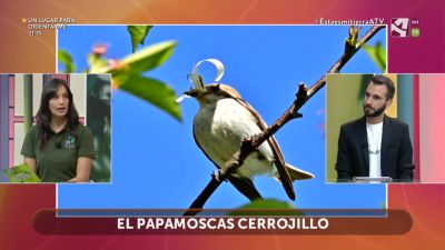 Papamoscas cerrojillo
