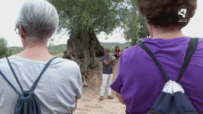 Un momento de la visita guiada por las oliveras de La Codoñera.