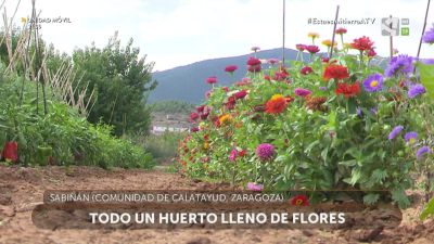 Flores en el huerto: belleza y utilidad