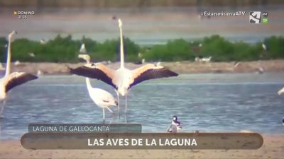 Flamencos en Gallocanta