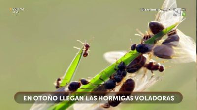 Hormigas voladoras