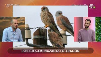 Catálogo de especies amenazadas en Aragón