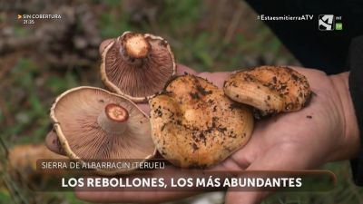 Temporada de setas