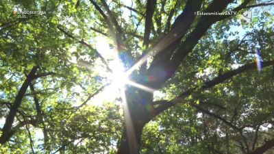 Entre bosques milenarios hasta llegar a Susín