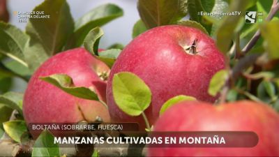 Manzanas de montaña