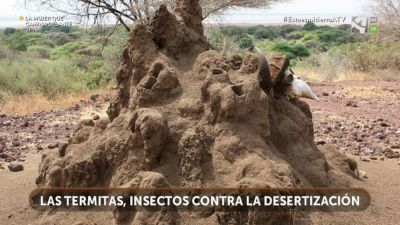 Termitas contra la desertificación