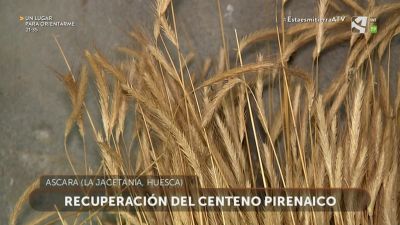 Centeno pirenaico recuperado (I)