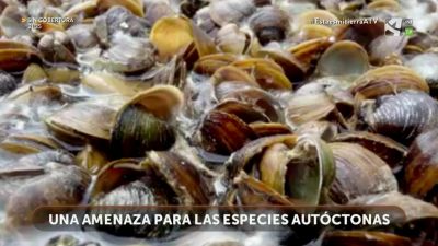 Almeja asiática