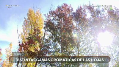 Colores de Otoño