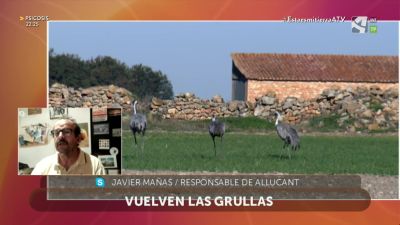 Vuelven las grullas a Gallocanta
