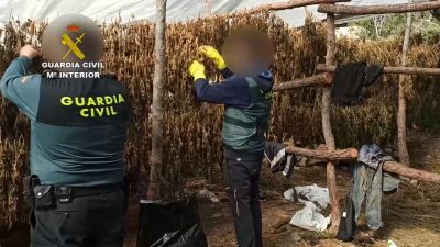 Dos agentes de la Guardia Civil, en la macroplantación de Marihuana en Fayón.