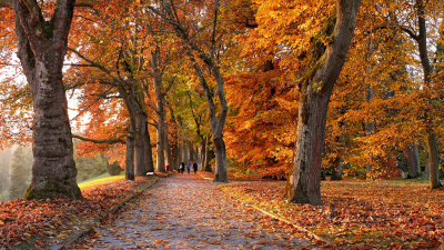 Un parque en otoño.