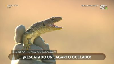 Los rescatadores: Culebras de escalera y Lagarto ocelado