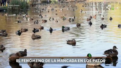 La mancada de los patos