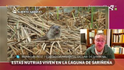 Nutrias en la Laguna de Sariñena