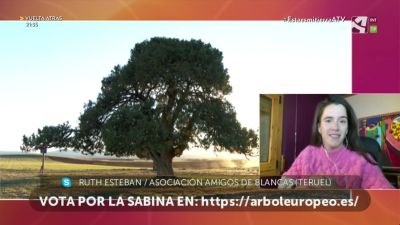 ¿Ya has votado por la Sabina de Blancas?