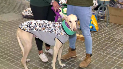 Fotografía de 'Pet Market ZGZ'.
