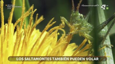 Saltamontes