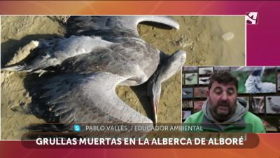 Grullas muertas en la Alberca de Alboré