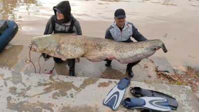 Los pescadores Mario y Marius, con el siluro en brazos. / Vídeo: Mariano Gistaín