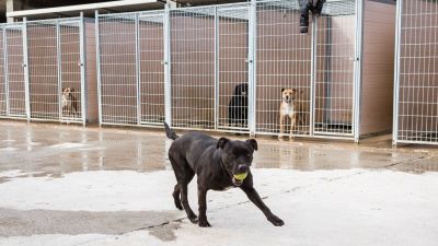 Muchos de los perros pertenecen a razas catalogadas como potencialmente peligrosas. (Foto: Diputación Zaragoza).