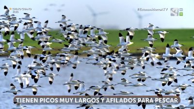 Avocetas y Cigüeñuelas