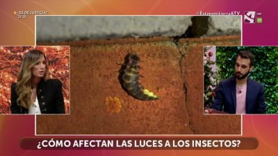 Contaminación lumínica e insectos
