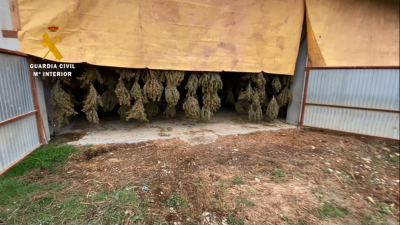 Imagen de alguna de las plantas intervenidas. (Foto: Guardia Civil).