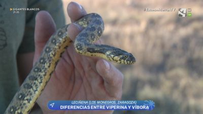 Los rescatadores: viperina o víbora