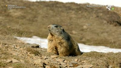 2021, un año de queridos animales (I)
