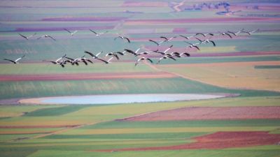 Varias grullas sobrevolando la laguna de Gallocanta. / Foto: Turismo Aragón
