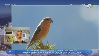 Atención, Piquituertos