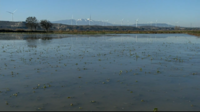 Campos de cultivos afectados por la avenida ordinaria en Gallur.