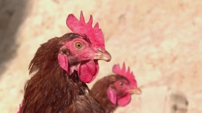 Dos gallinas de la explotación Corral Monegros.