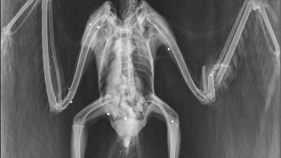 Radiografía de un milano real abatido por varios disparos. Foto: Gobierno de Aragón