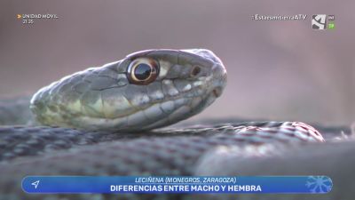 Los rescatadores: Dimorfismo