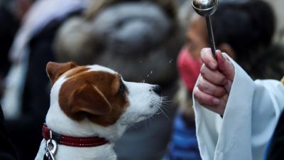 Día del patrón de los animales, San Antón. / EFE.