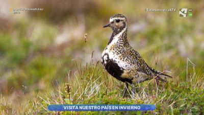 Chorlito dorado, viajero de invierno