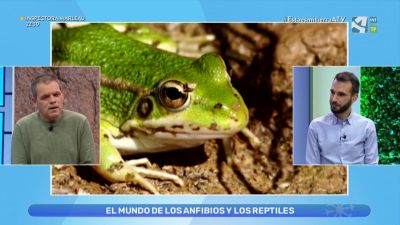 Anfibios y reptiles