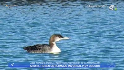 Un Colimbo en Alcañiz
