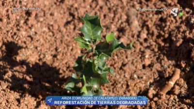 Reforestación de tierras degradadas