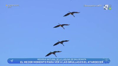 Vuelven las visitas guiadas a Gallocanta