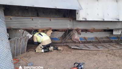 Un bombero libera a los animales atrapados. / Diputación de Zaragoza