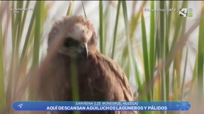 Censo de aguiluchos en Sariñena