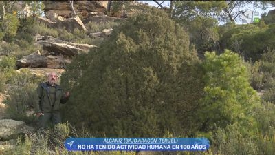 Arboleda singular en Alcañiz